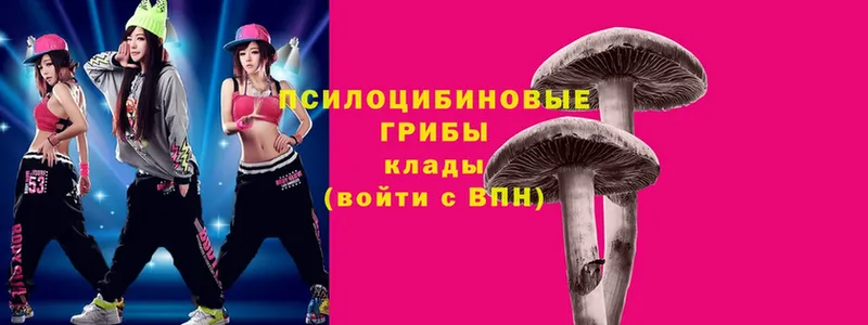 Псилоцибиновые грибы Psilocybe  Ачинск 